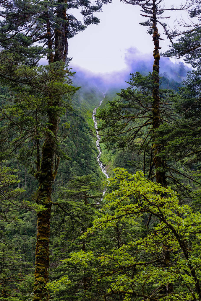 在热带雨林中仰望雪山，是林芝的终极浪漫