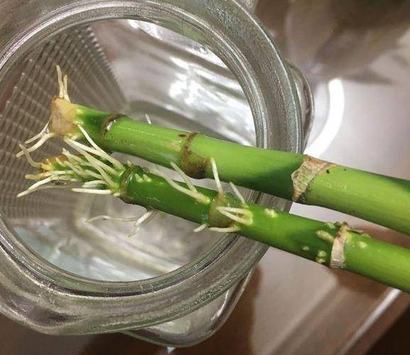 生根水自己就能做,3种原料生活中找找就有,好用又经济