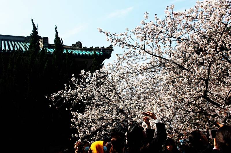 愿世界都像武汉大学樱花一样灿烂