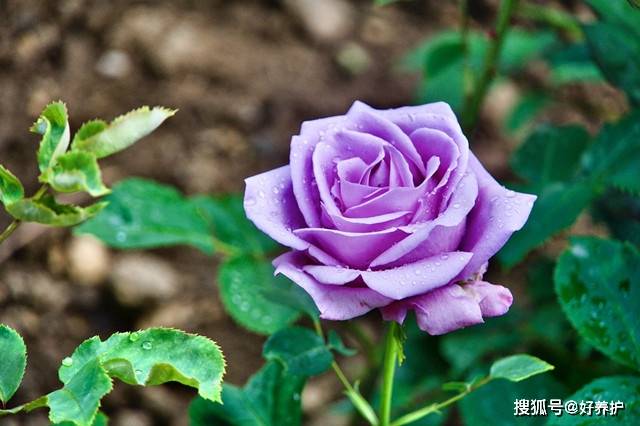 最爱紫玫瑰 优雅 高贵 从容 紫色