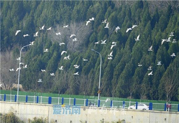 3月4日,在济南龙鼎大道附近的凤凰湖(孟家水库,数十只海鸥在水面上