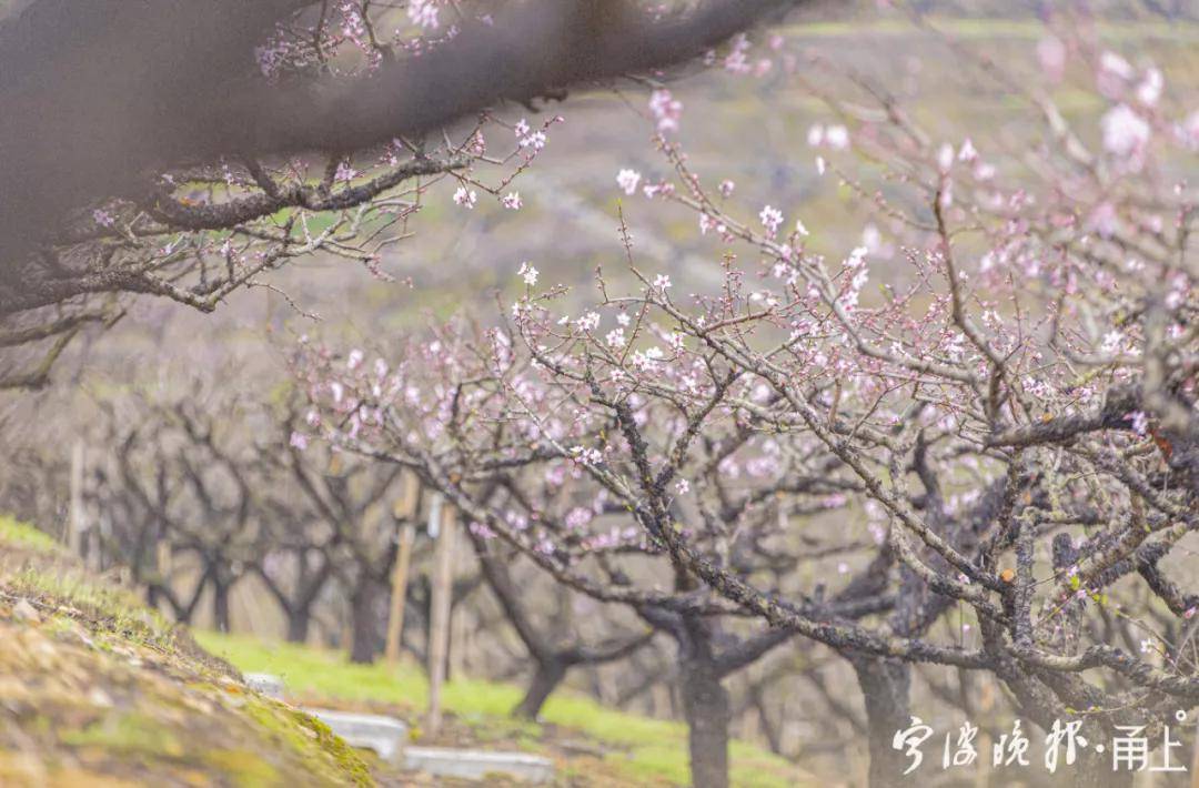 世外桃源！宁波这个地方的桃花竞相开放！盛花期就在……