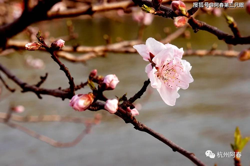 阿春游西湖系列16涌金公园