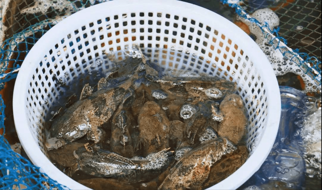 每斤150元一早就卖光正月塘鳢肉头细苏州这个时鲜货上市