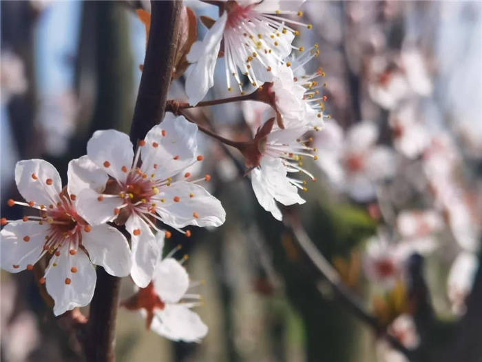 千树花开！来青西郊野公园感受春天的小美好