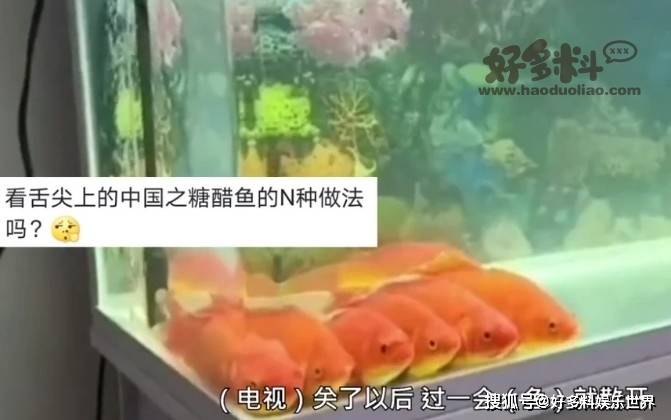 金鱼排成一排看电视 只有七秒钟记忆的它们成精了吗 网友