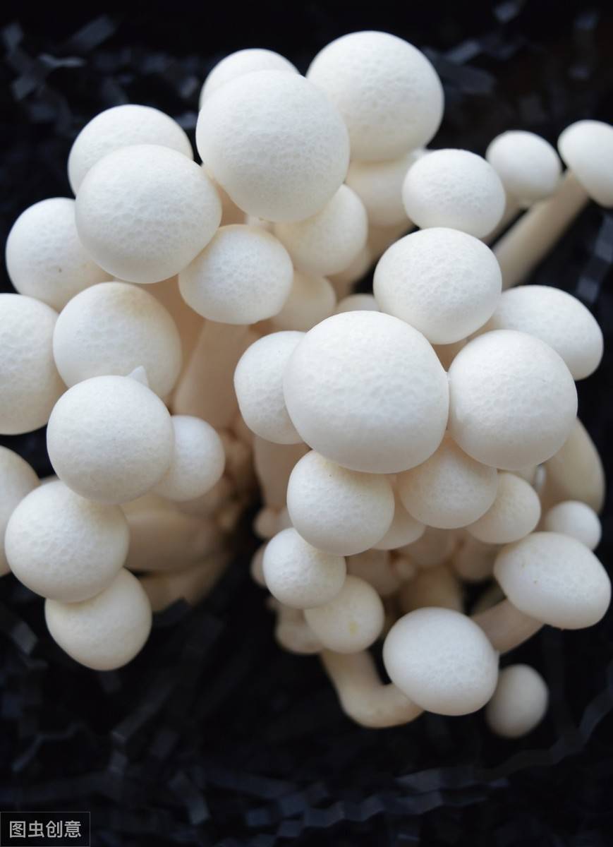 蘑菇种类有哪些盘点七种常见食用菌菇怎么做都好吃