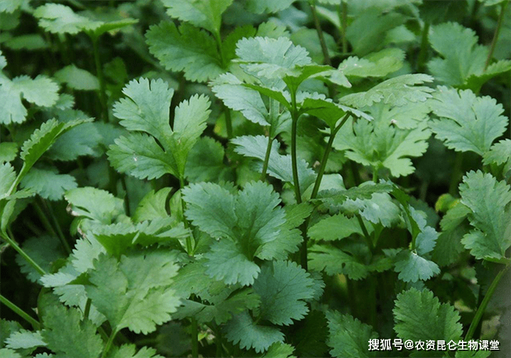 12087f34c4654dc99a409c020c4bb01e.png