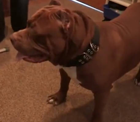 全球最大、最兇猛的比特犬，偷偷靠近小寶寶，接下一幕讓寶媽驚呆！ 萌趣萌寵 第1张