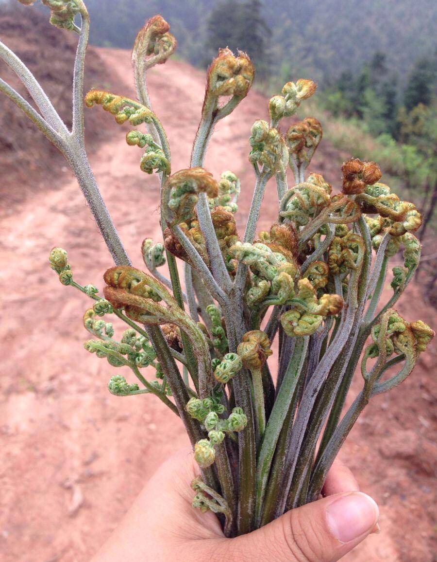 春暖花开,南方乡下有2种野草 依旧走俏 ,老一辈的人 吃不腻
