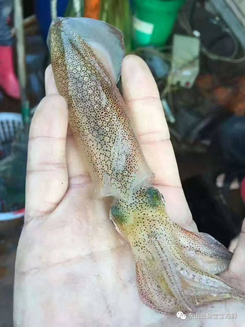 海洋的食物是自然对人类的馈赠,人类在享用的同时,也希望大家能够珍惜