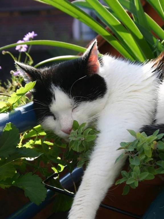 5分钟带你了解猫薄荷 到底什么原因让你的猫咪 神魂颠倒的 植物