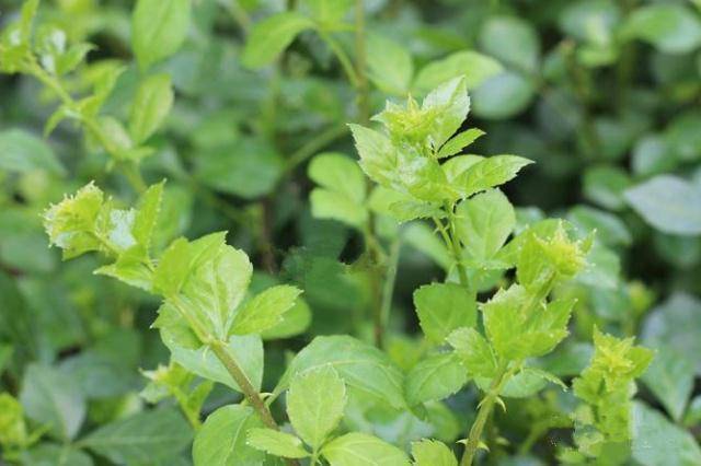 簕菜莖葉長滿刺以前當野樹砍掉如今批量種植做美食用處大