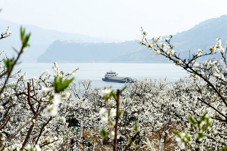 重庆20万亩巫山李花即将盛放，沿江观“李”正当时！