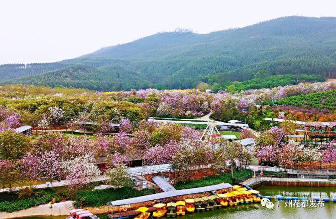 花開遍地金,廣州赤坭帶火鄉村遊!