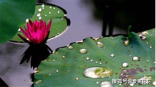 生肖虎 将要大喜临头 3月10号躲不开的喜 花一分钟看看什么喜 生活