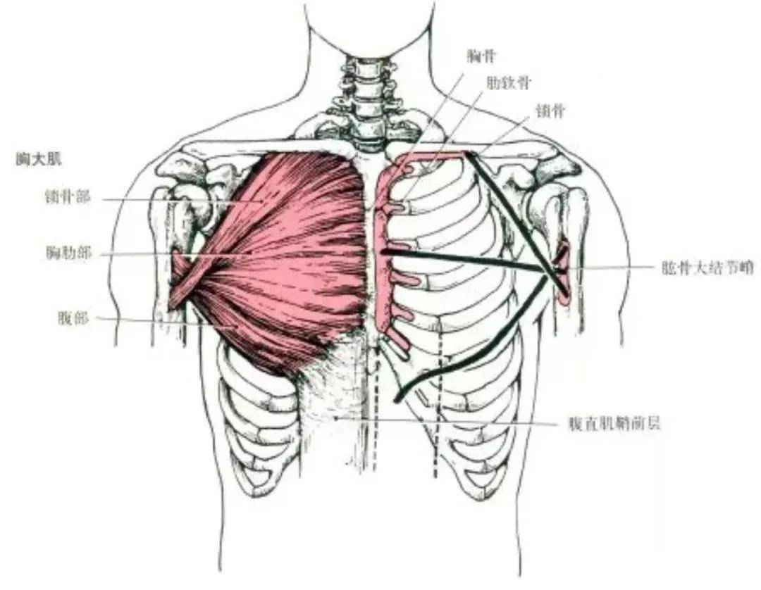 腰肋三角区位置示意图图片