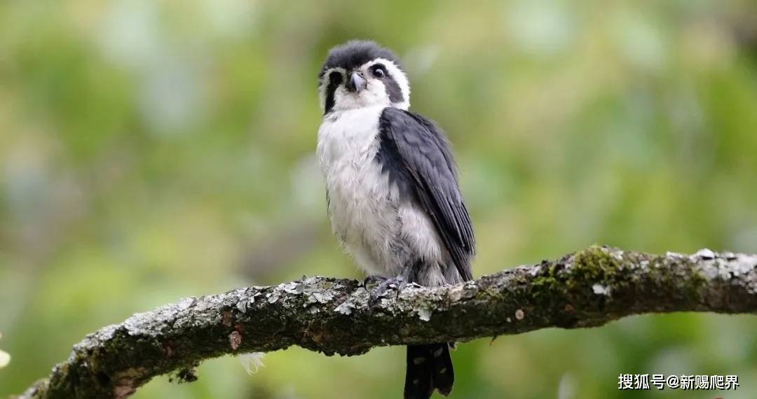 隼是哪里人 4e2e36d468804715b99e0b1f6d99320f.jpeg