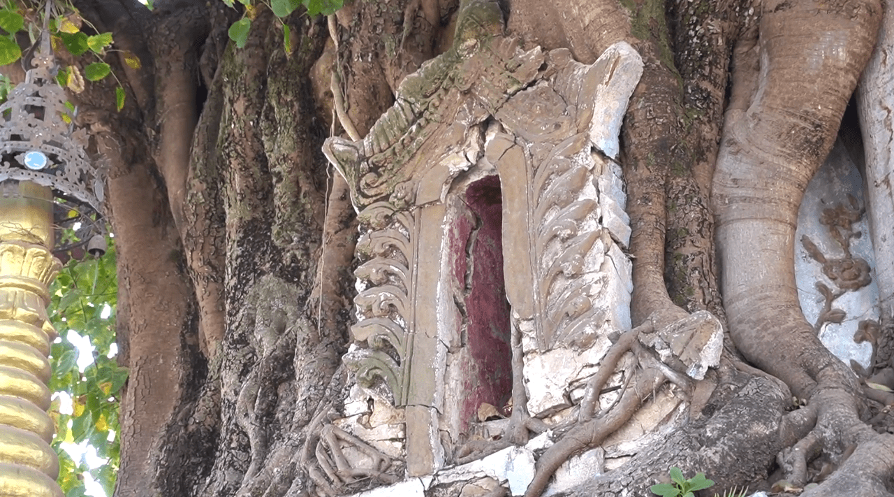 云南芒市有个“树包塔”：顶上菩提枝叶葱茏，底下佛塔威严生辉