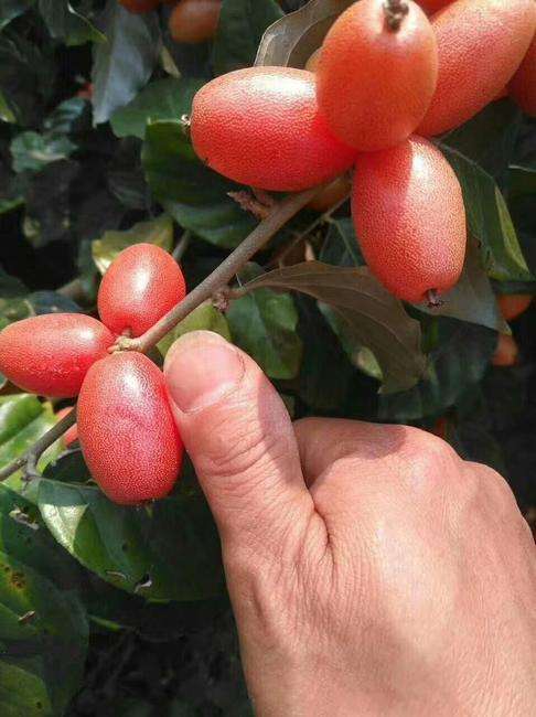 我们还需要知道的是,它还是胡颓子科多年生常绿攀缘灌木.