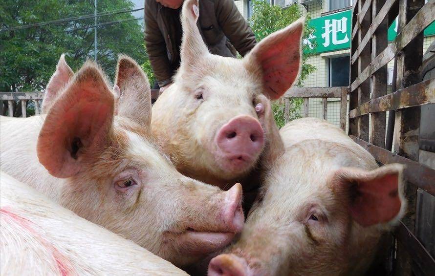 猪价 支撑 不住 一天下跌6毛 后期猪价会逆转 几个坏消息 生猪