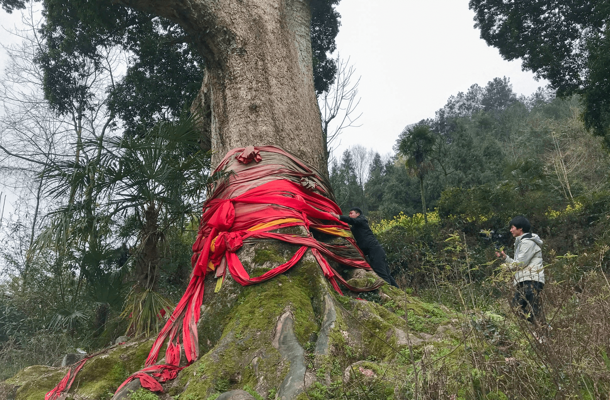 贵州土豪村，村里一颗千年金丝楠木价值上亿，是目前中国最大楠木_哔哩哔哩_bilibili