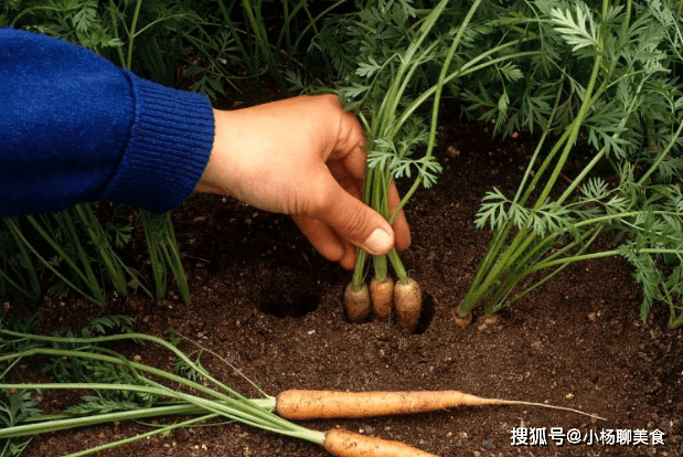 如何种植红萝卜视频 3a32921a1f644f5aa68624f03493906d.png