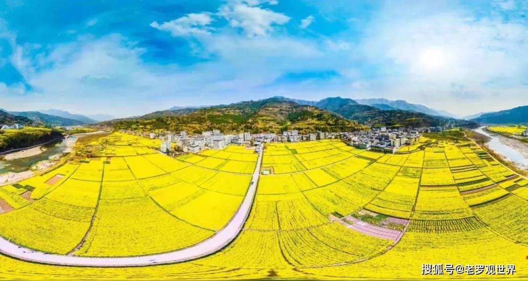 位于咱们通江县新场镇的油菜花如今,伴随着春天