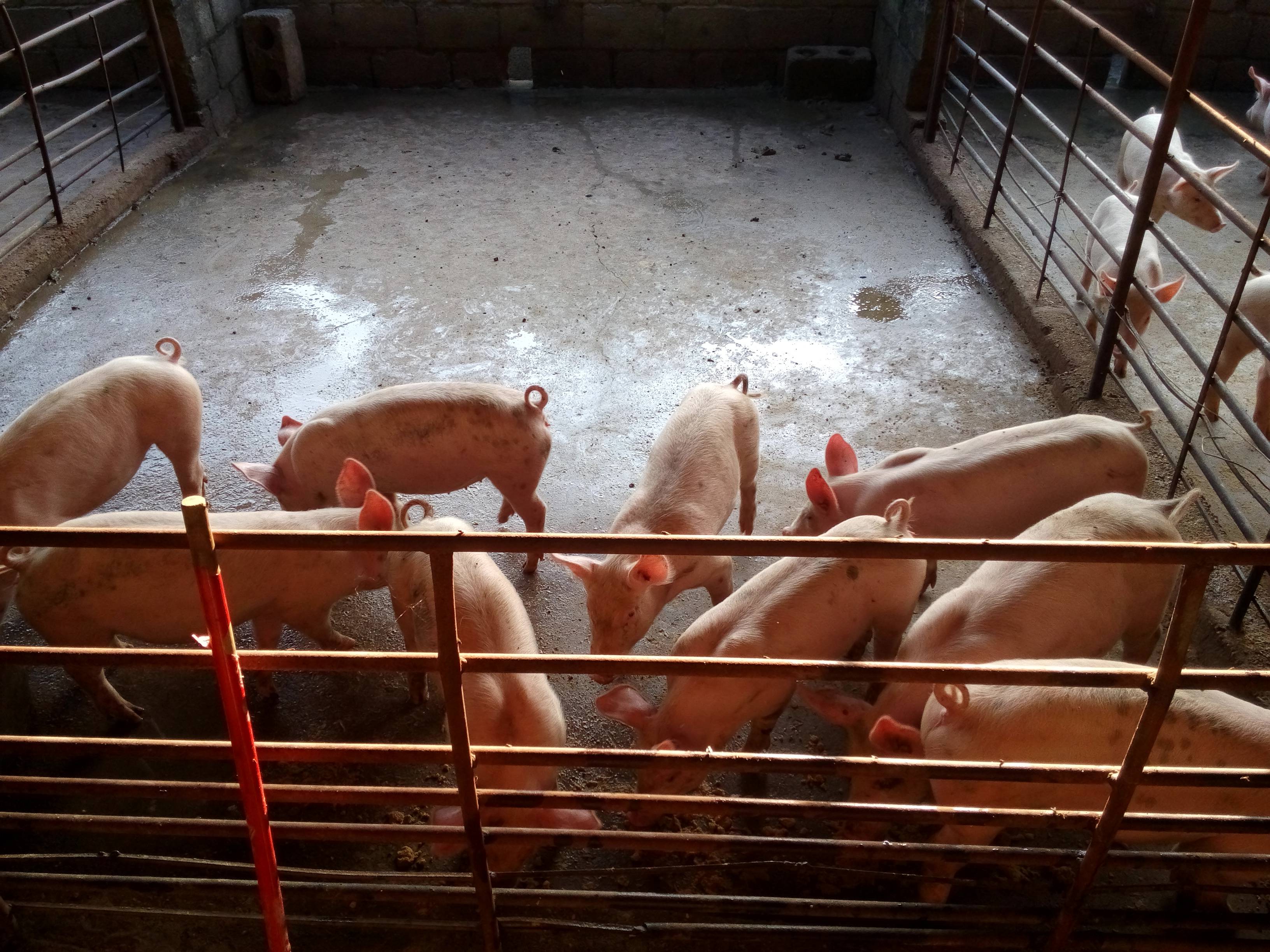 原创产房仔猪被压死,到手的钱就这样走了?