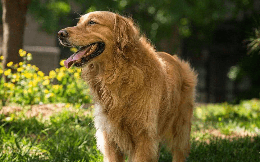 金毛犬雖很暖身上這些臭毛病讓人難忍受你家狗狗佔了幾個