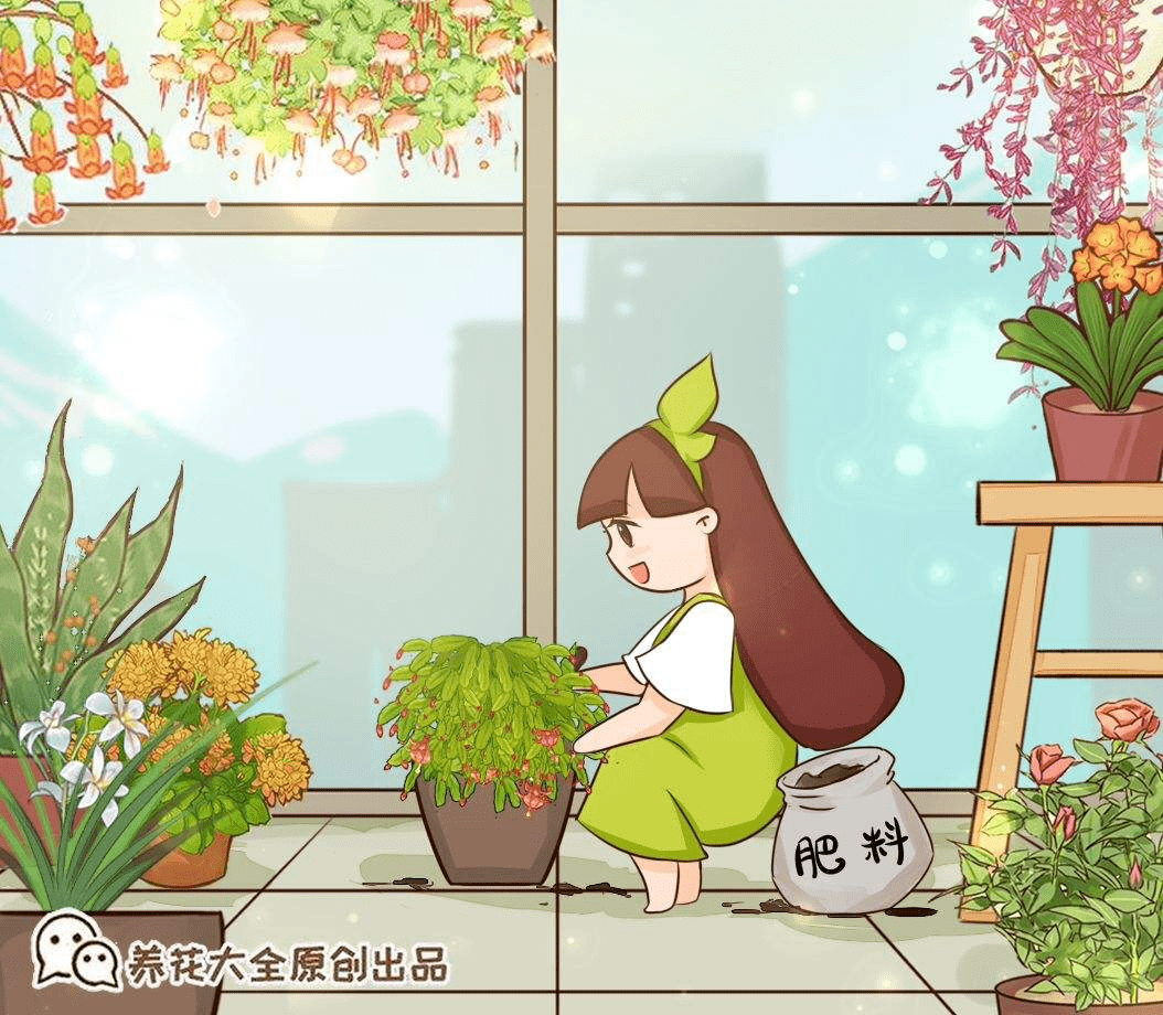 施肥要掌握好度 学会正确施肥 植物才能花开爆盆 肥料