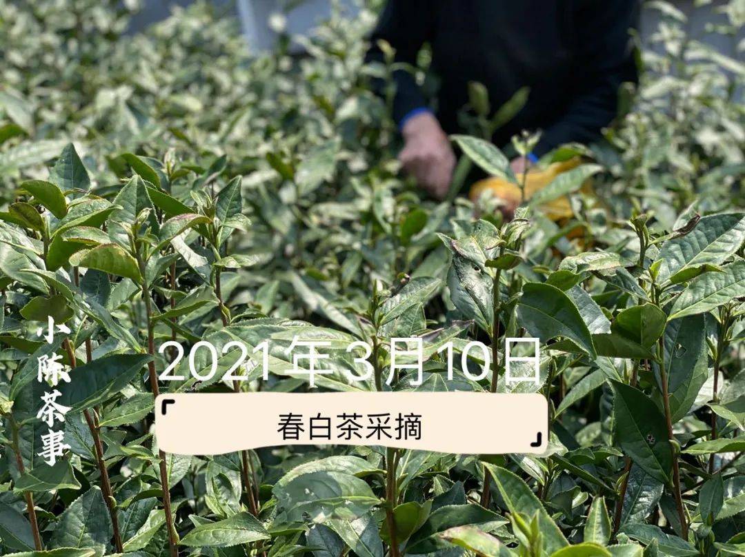 春茶季,那些在茶农家里,玩游戏到天黑的寻茶掌柜们