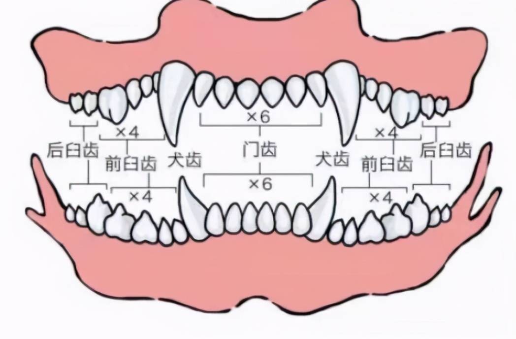 小狗公母如何区分图解图片