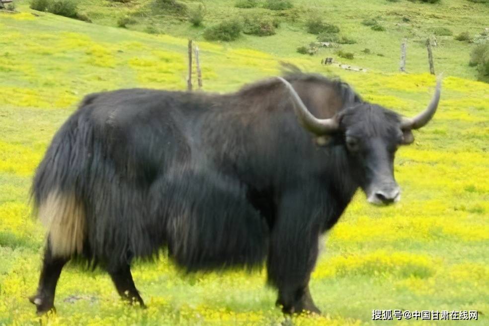 什么是黄牛和牦牛 db27095a567d4cddac5ce21015a5d05c.jpeg