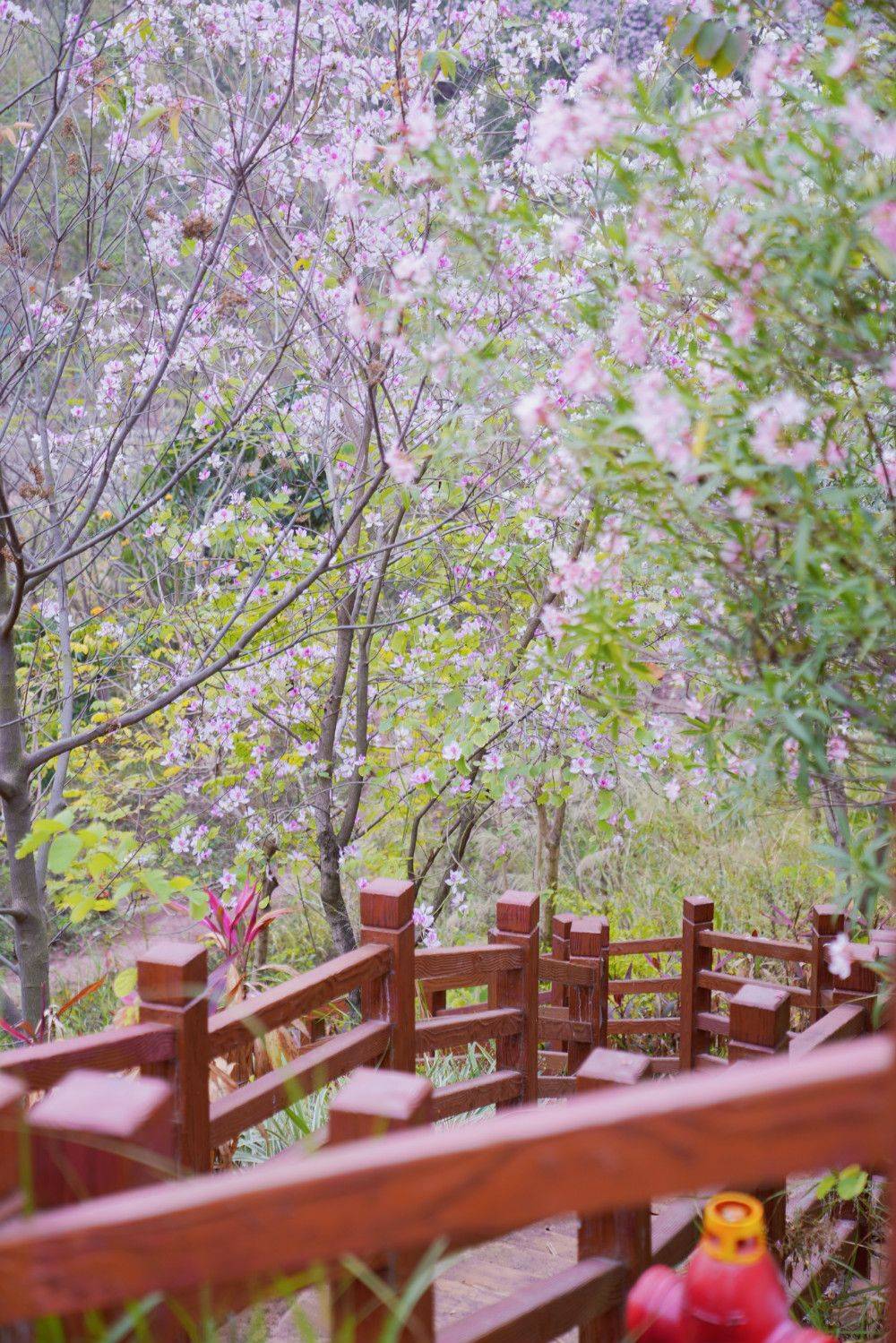 广州周边赏花地，隐藏在城中的花海，小众免费好去处