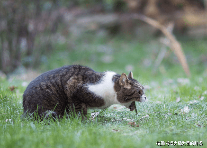 为什么猫咪会u201c吐绿水u201d？主要跟这2种病有关，主人别不在意_胆汁