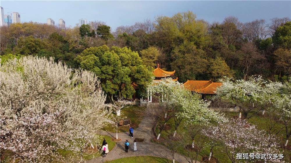 航拍青山公園櫻花山櫻花盛開