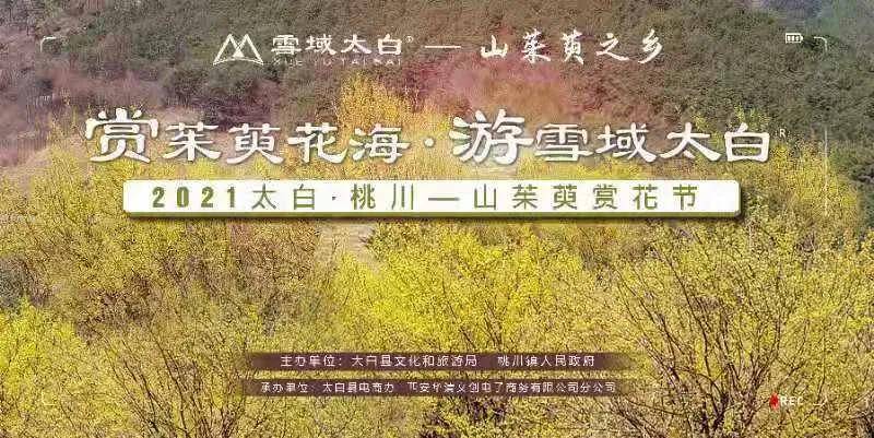 2021太白县桃川镇山茱萸赏花节盛大开幕