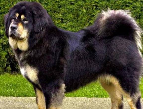 藏獒智商排名_狗狗智商排名(2)