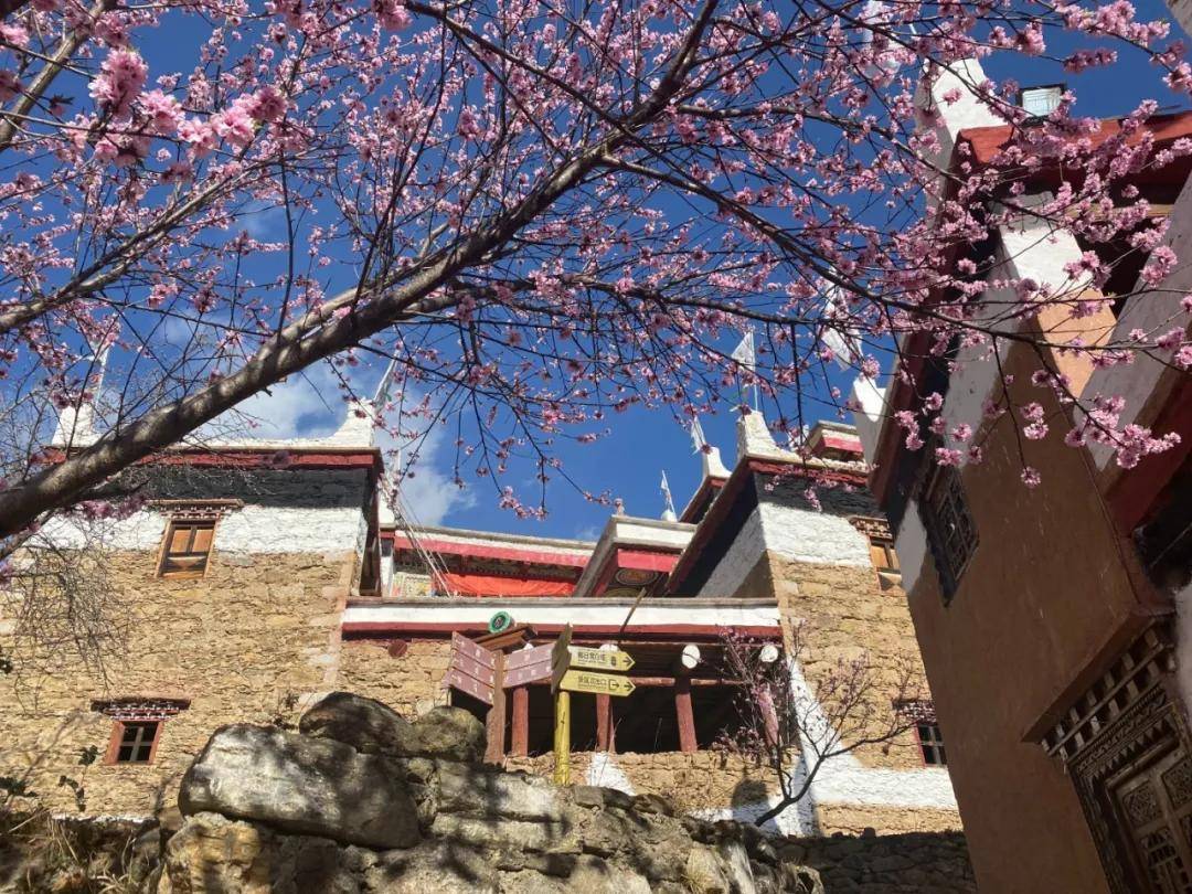 丹巴梨花惊艳绽放 藏寨中、碉楼旁欣赏春色画卷