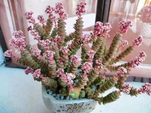 多肉小花 8d17dd0b7eba44f1b63237915d503700.jpeg