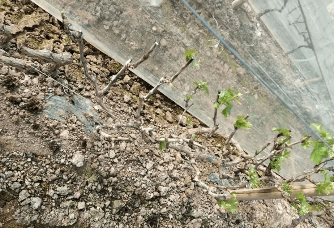 葡萄萌芽不齐后续管理很麻烦一篇文章教你解决问题