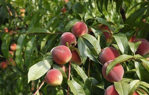 桃树开花粉嫩嫩 结果桃子好吃好看 这么好的桃树能种在家里吗 说法