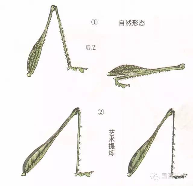 蝈蝈的工笔和写意画法