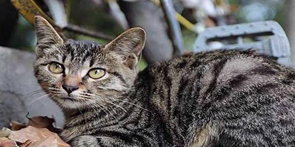 猫爱吃馒头的原因 59bf7ebdbb024e8ca6c3305db432629b.jpeg