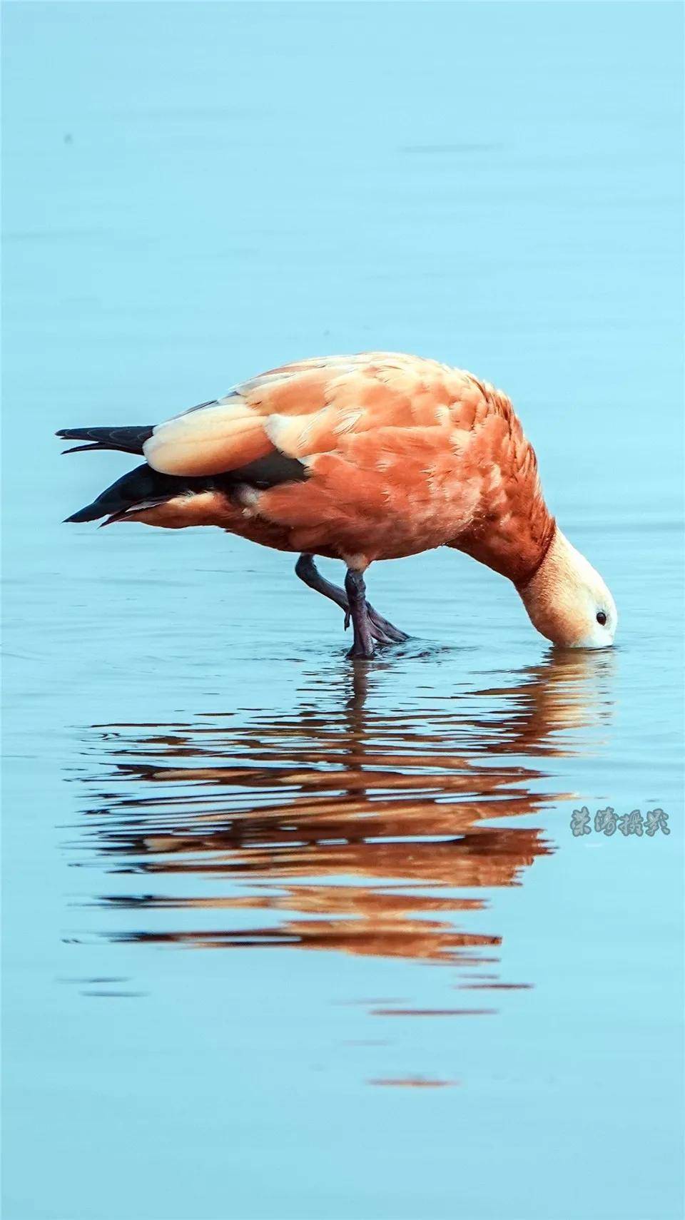 图说保山青华海的老朋友赤麻鸭