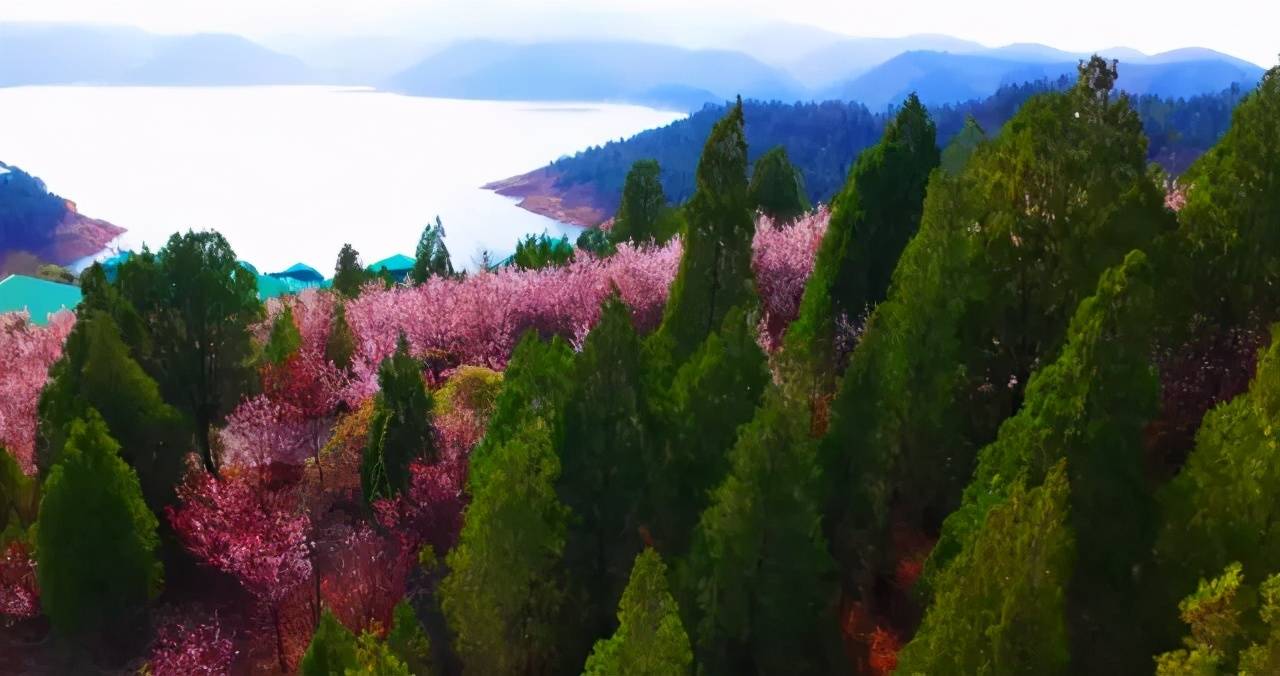 大型樱花树多少钱
