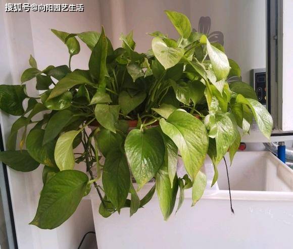 绿萝简谱_绿萝简笔画(2)