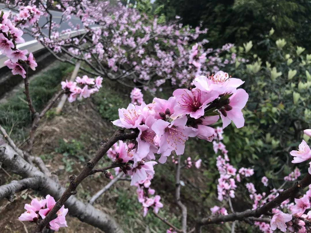 龙泉驿区花期预报