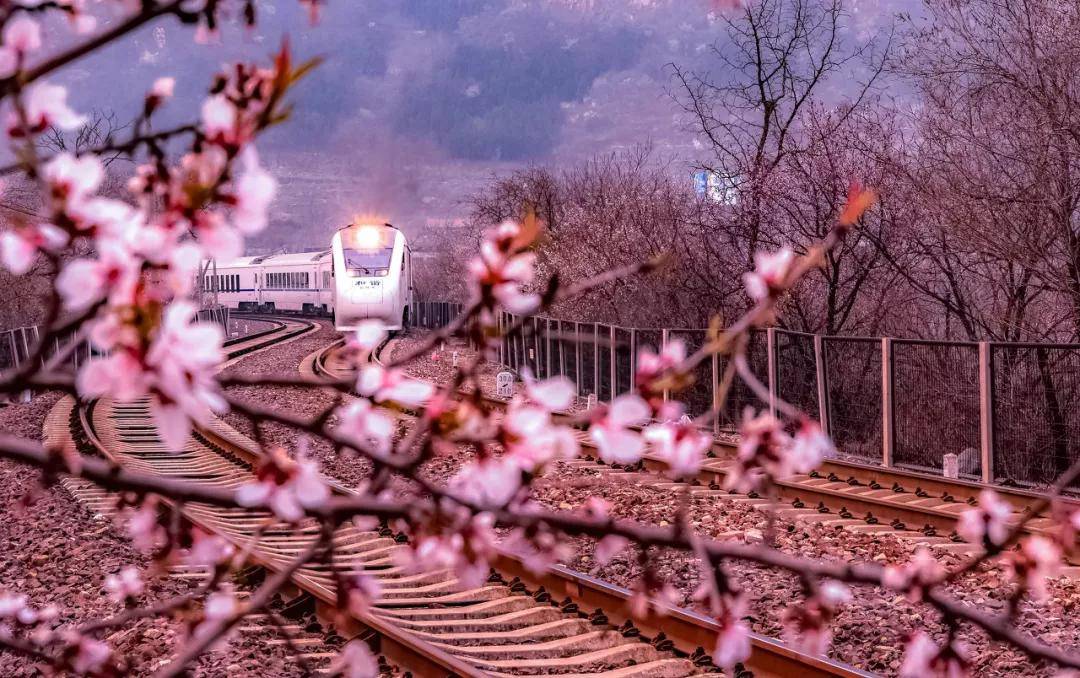 北京最美三大樱花圣地，三月即可观赏，错过就要等一年